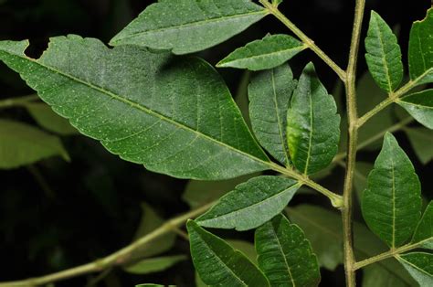 Melia Azedarach Meliaceae Image At Phytoimages Siu Edu