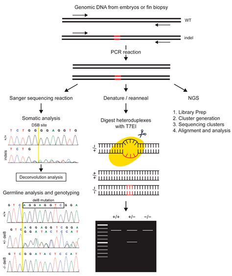 Genes Free Full Text A Comprehensive Review Of Indel Detection