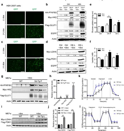 Figure From The Expression Of Two Distinct Sets Of Glycolytic Enzymes