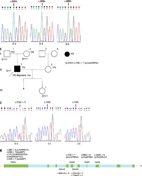 Figure From Two Missense Stk Gene Variations Impaired Lkb