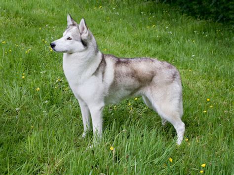 Siberian Husky Breeds A To Z The Kennel Club