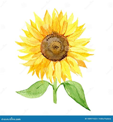 Girasole Isolato Su Fondo Bianco Acquerello Illustrazione Di Stock