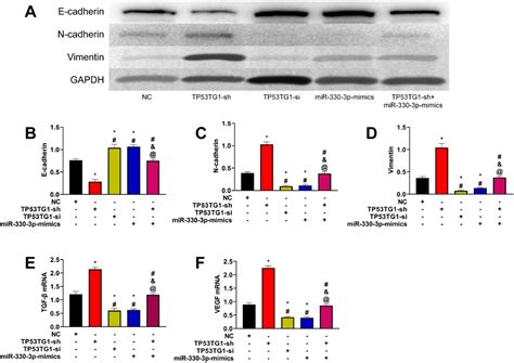 Impacts Of TP53TG1 In Cancer Associated Fibroblasts Derived Exosomes On