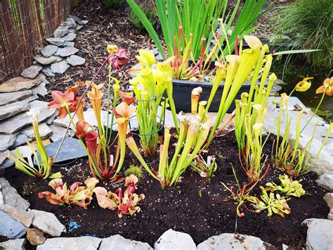 Bog Gardens Plants | Fasci Garden