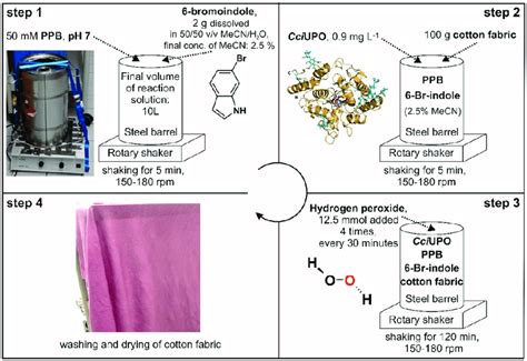 Scheme Illustrating The Experimental Setup Of The In Situ Dyeing