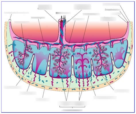 Placenta Diagram Quizlet