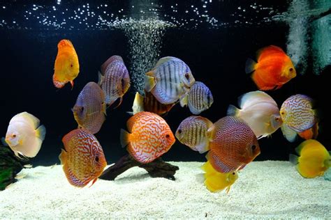 Discus Assorted Discus Our Pick Bulk Pack Of 10 2 Discus