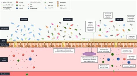 Mechanisms Of Action Of Faecal Microbiota Transplantation FMT With