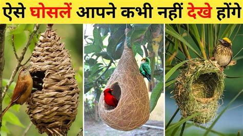 चडय क घसल 10 Most Amazing Birds Nests In The World Chidiya