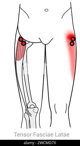 Tensor Fasciae Latae Muscle Anatomy Muscles Isolated On White D