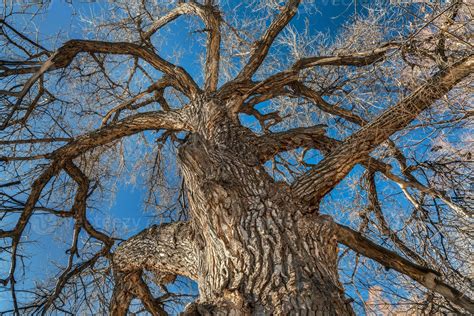 Giant cottonwood tree in winter 42774719 Stock Photo at Vecteezy