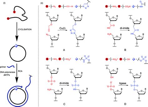 I Cyclisation Of Single Stranded Dna By Chemical Ligation Methods And Download Scientific