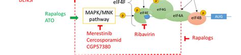 Regulation Of Eif F Complex Formation By Pi K Akt Mtor Mapk Mnk And