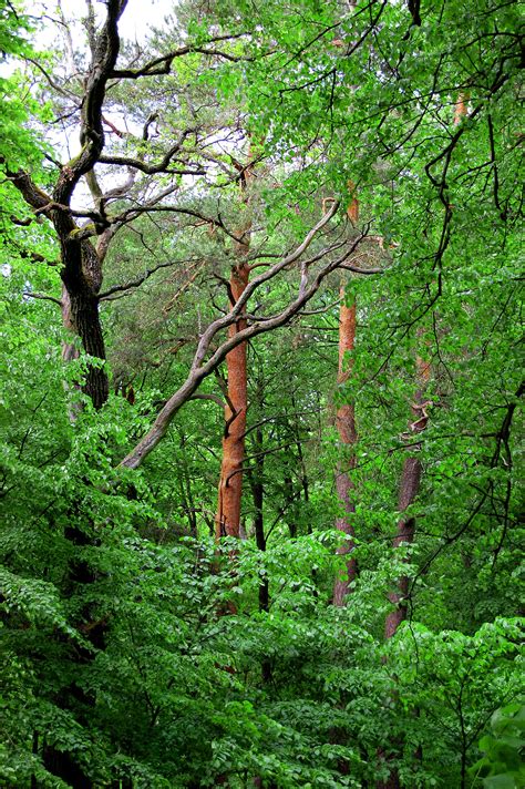 Free Images Landscape Tree Grass Outdoor Branch Light Wood