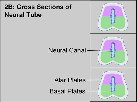 Initial Cross Sections Of The Neural Tube