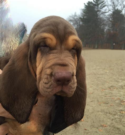 Bloodhound Puppy Photograph By Jean Walker Pixels