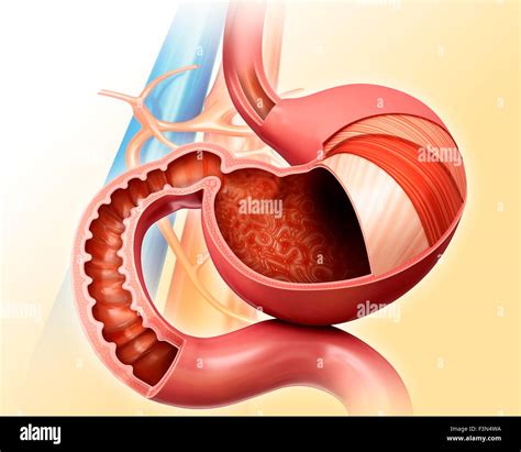 Strati Di Stomaco Immagini E Fotografie Stock Ad Alta Risoluzione Alamy