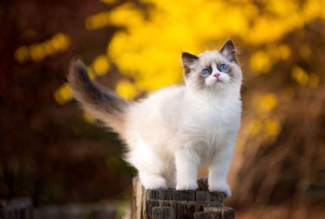 Ragdoll Wallpapers - Wallpaper Cave