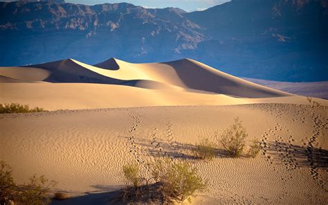 Desert Footprints HD wallpaper | nature and landscape | Wallpaper Better