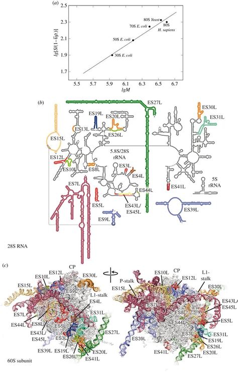 Eukaryotic Ribosome Structure