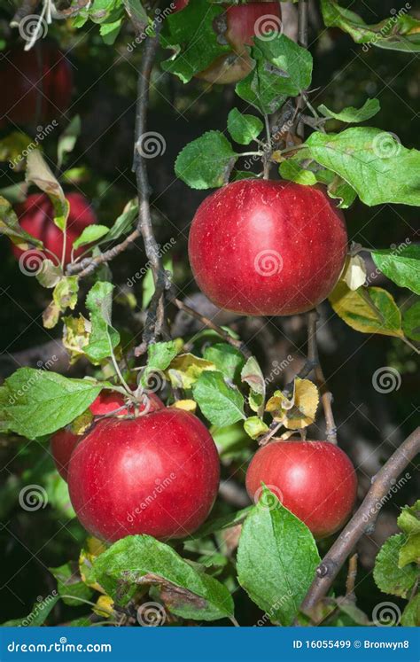 Pfel Im Baum Stockbild Bild Von Obstgarten Landwirtschaft