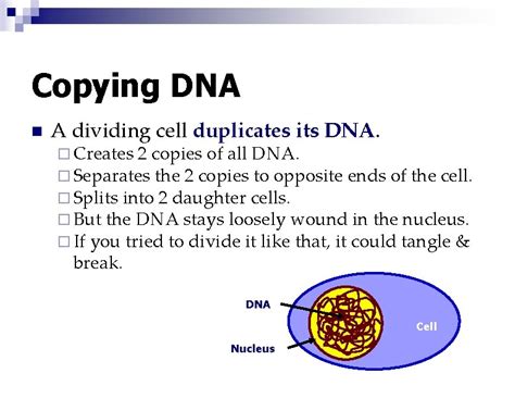 Cell Growth Division Biology Pearland Isd Cell Division