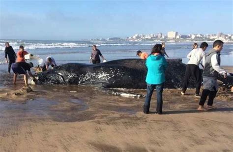 Muri La Ballena Que Estaba Varada En Mar Del Plata