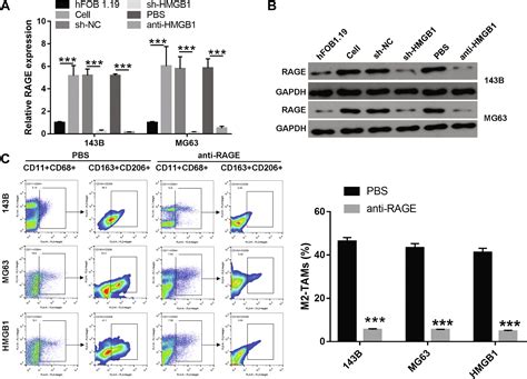 HMGB1 Positive Feedback Loop Between Cancer Cells And Tumor Associated