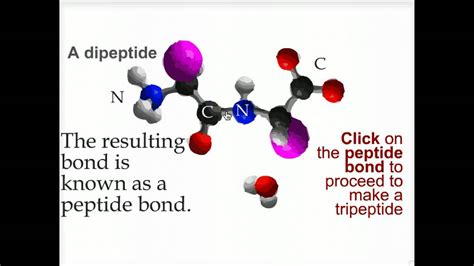 Peptide Bond Resonance