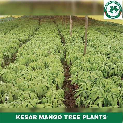 Kesar Mango Tree Plants At Rs Plant Mango Tree In Keolari Id