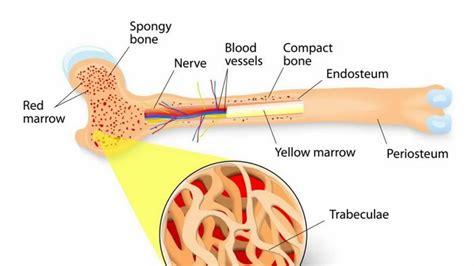 Difference Between Compact Bone And Spongy Bone Youtube