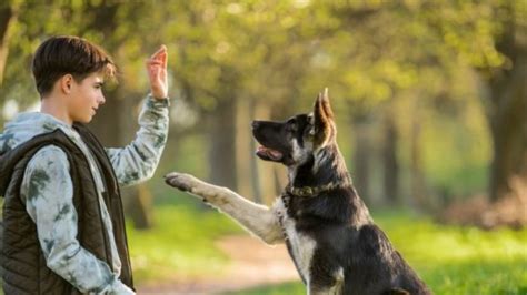 Cómo adiestrar a tu perro en casa Espectacular