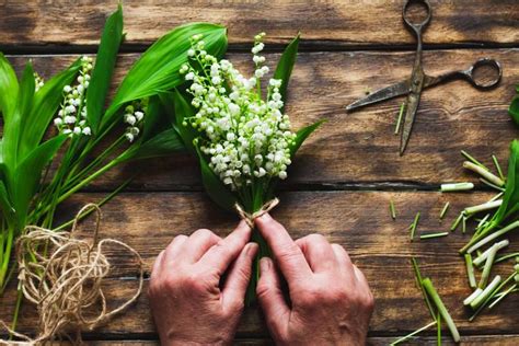 Lilies of the Valley: 10 Fun Facts | Indoor Gardening