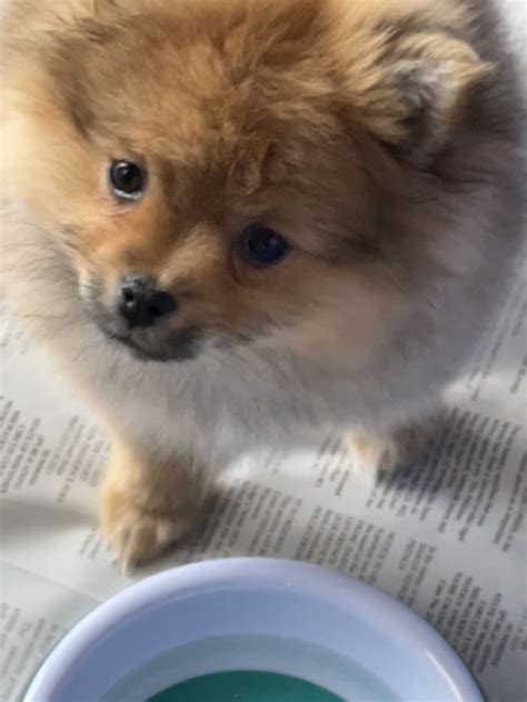 Pomeranian Puppies For Sale Menomonee Falls Wi 503841