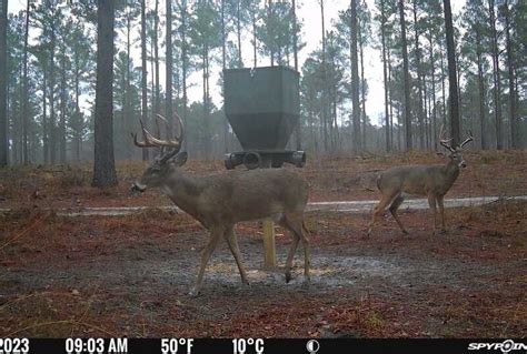 3 Day Wild Hog Hunt Archery Arlington Ga Huntanywhere