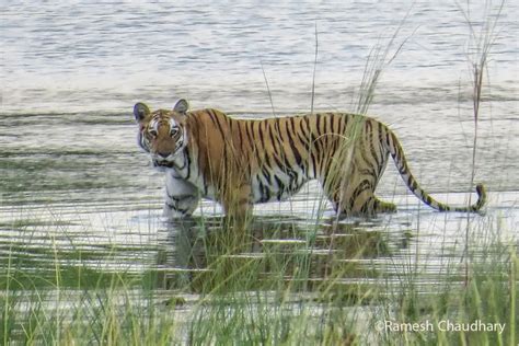 Wildlife Safari Tours Archives Visit Kailash Treks