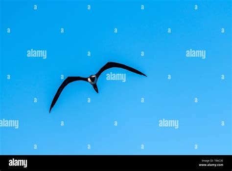 Adult Female Magnificent Frigatebird Fregata Magnificens In Flight