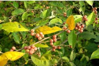 What diseases and insect pests does Elaeagnus hupehensis have and how to control them - The ...