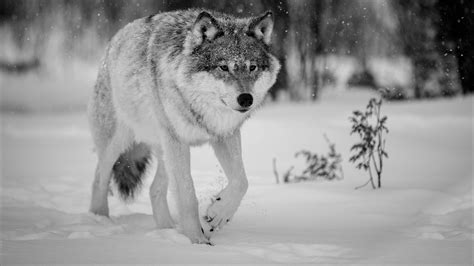 4K Snow Wolf Wallpapers - Top Free 4K Snow Wolf Backgrounds - WallpaperAccess