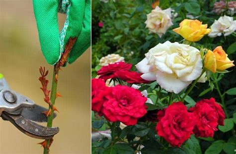 Cómo Injertar Un Rosal Para Que Dé Flores De Diferentes Colores Eco