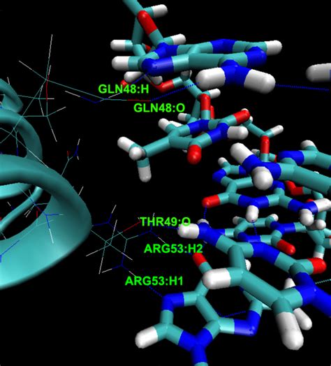 Interactions Between Key Amino Acids And The Specific Sequence ATGC