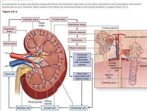 Anatomia Del Rinon Anatomia Humana Salud Udocz Images