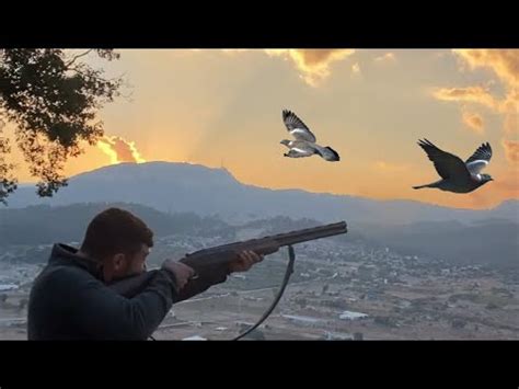 MERSİN TAHTALI AVI WOOD PIGEON HUNTİNG HD İZLE YouTube