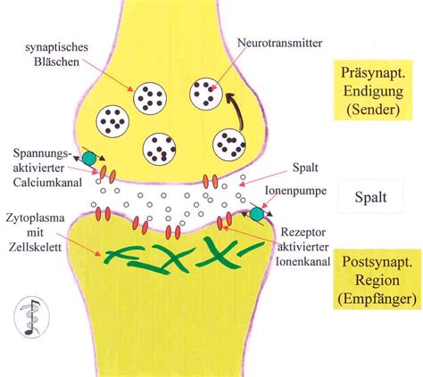 Synapsenbildung Primusona