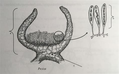 Peziza Under Microscope Labeled