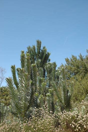 silvertree - Dr Boomslang