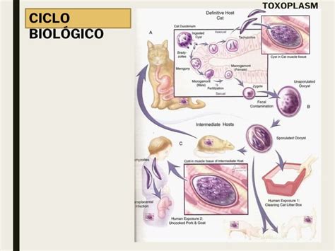 Toxoplasmosis Pptx