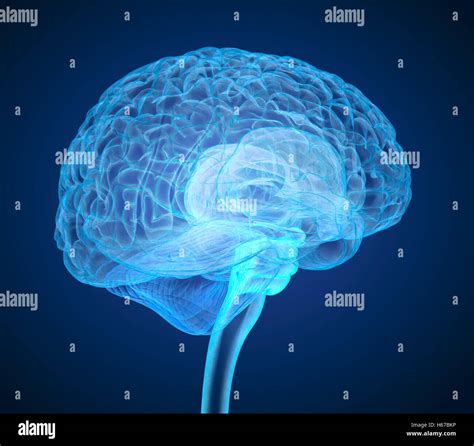 Human Brain X Ray Scan Medically Accurate 3d Illustration Stock Photo