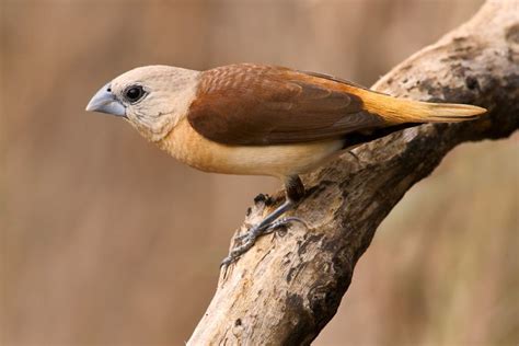 Gambar Burung Pipit, Bandol, Gereja, Emprit Beserta Pejelasannya » alihamdan