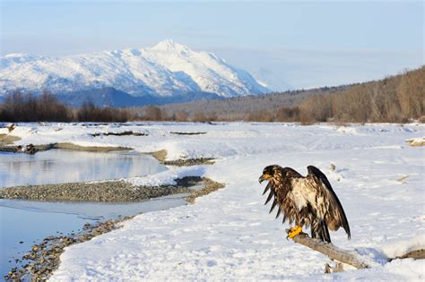 Haines Alaska Tours | Chilkat River and Southeast Alaska Tours